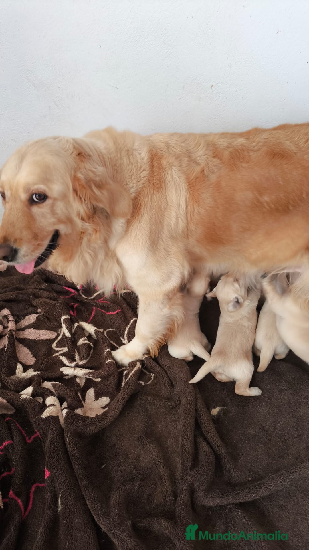 Golden Retriever perros en venta: Golden retriever bebes preciosos cachorros  - Anuncio 1
