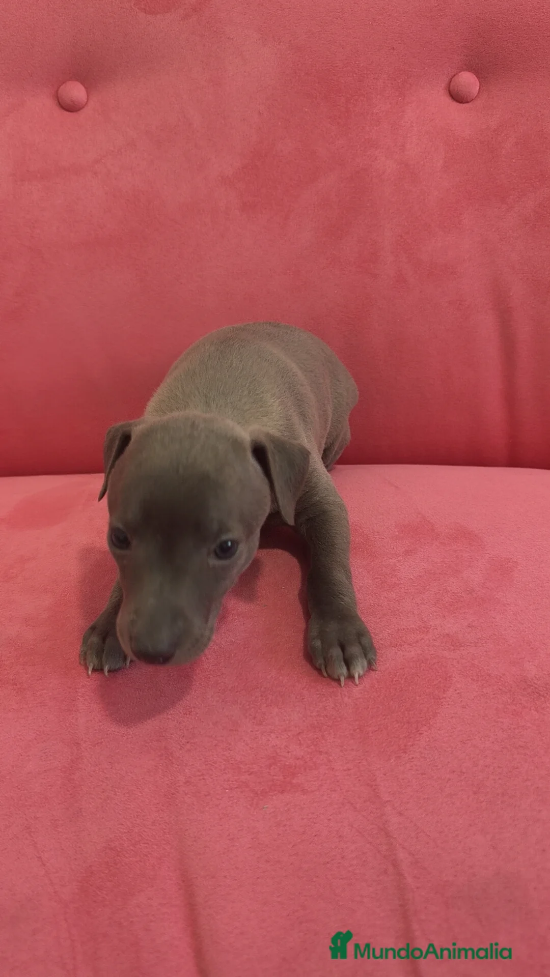 Pequeño Lebrel Italiano perros en venta: Pequeño lebrel Italiano Piccolo Galgo Italiano  - Anuncio 4