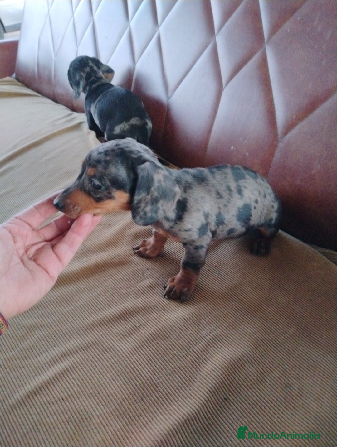 Teckel Miniatura perros en venta: Cachorrita teckel arlequín plata miniatura  - Anuncio 3
