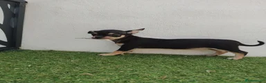Chihuahua Cachorro 4 negra tan
