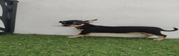 Chihuahua perros en venta: chihuahuas - Anuncio 3