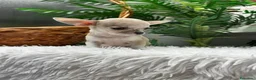 Chihuahua perros en venta: CHIHUAHUA HEMBRA - Anuncio 10