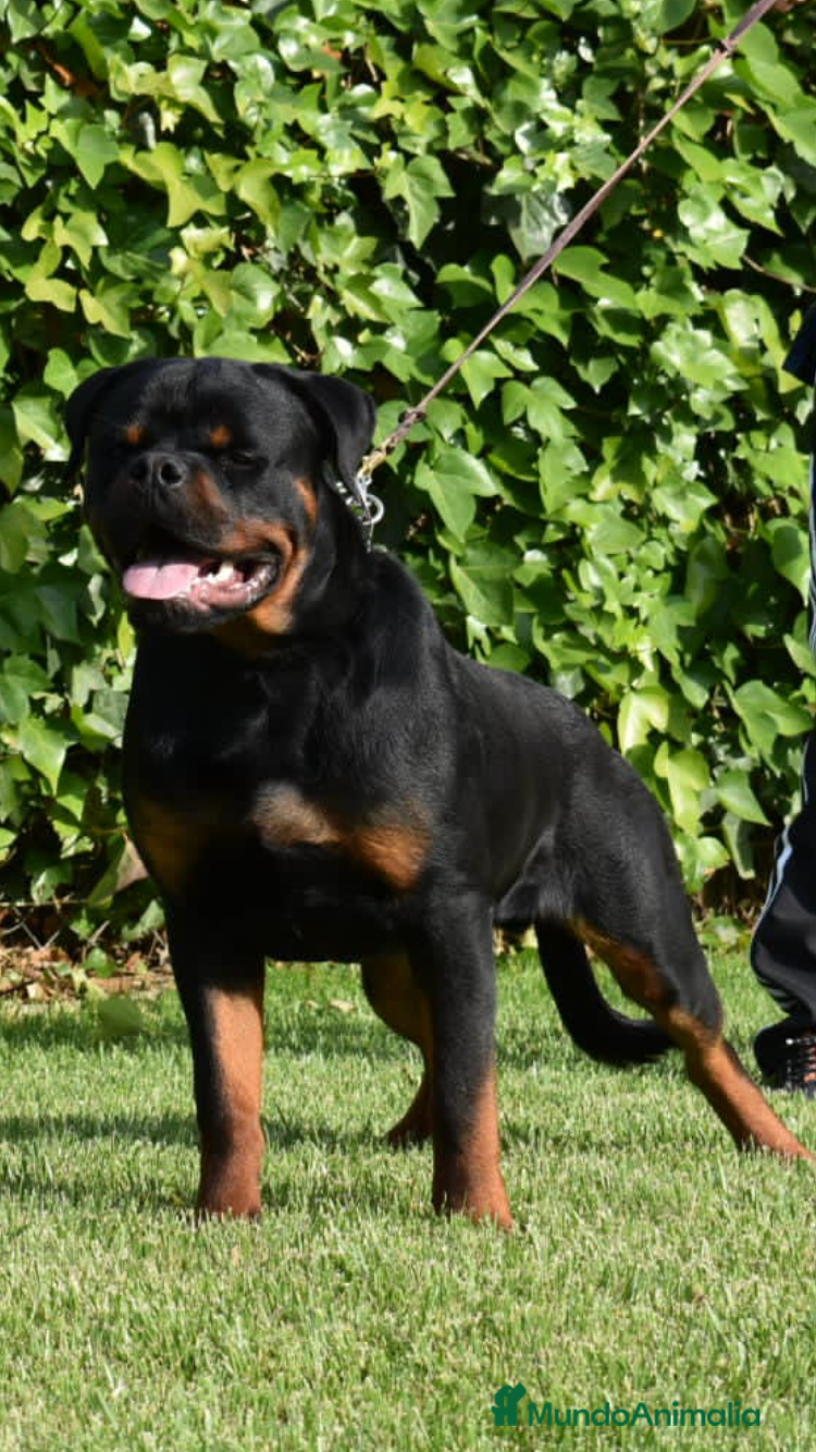 Rottweiler perros ROTTWEILER  en Barcelona - Anuncio 2