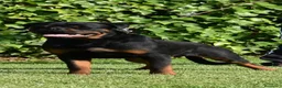 Rottweiler perros para monta: ROTTWEILER  en Barcelona - Anuncio 2