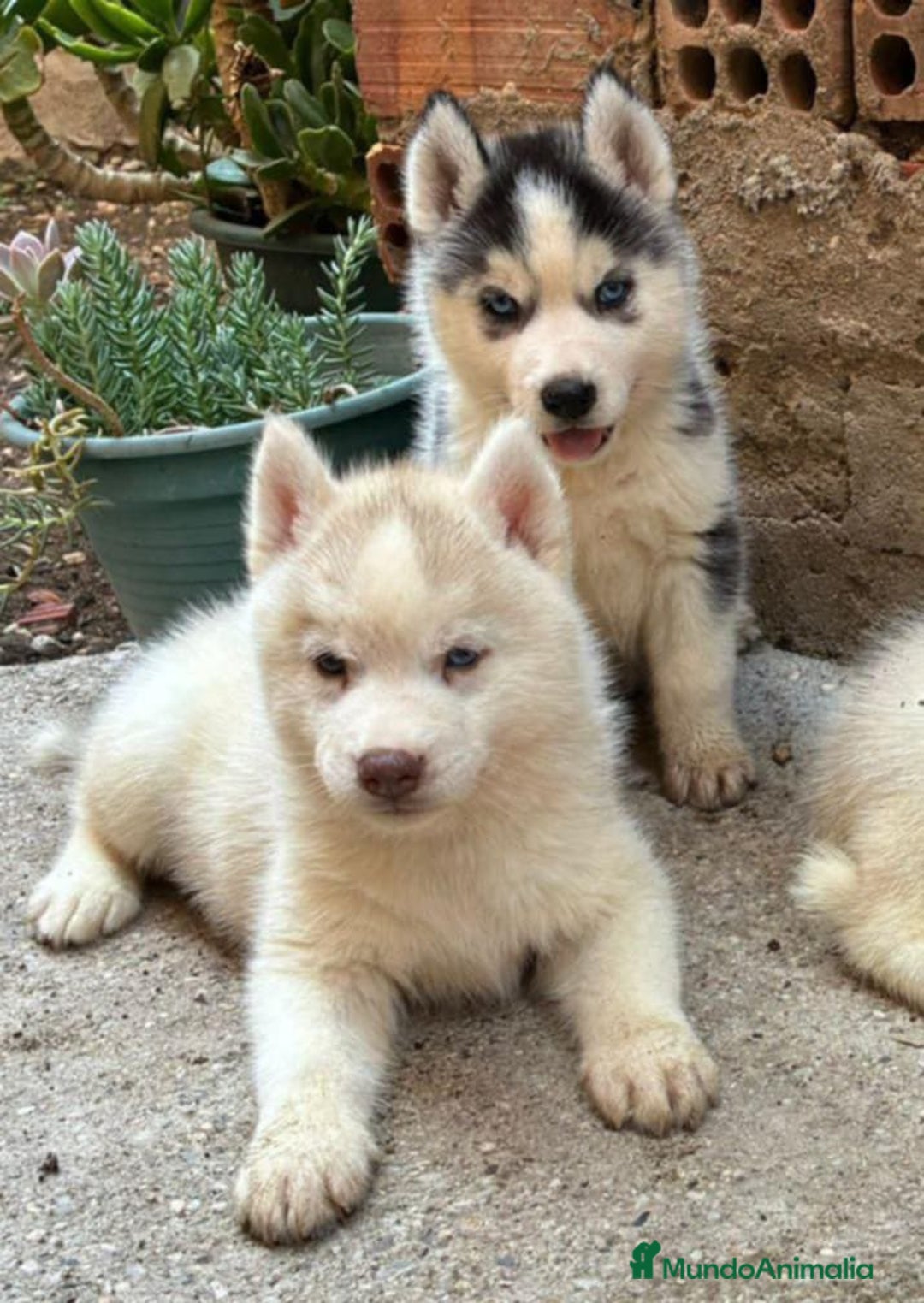 Husky Siberiano perros en venta: Husky siberiano  - Imagen 8
