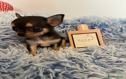 Chihuahua perros en venta: Chihuahua  - Imagen 1
