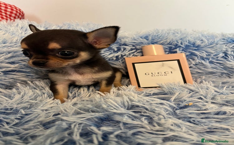 Chihuahua perros - Anuncio 7