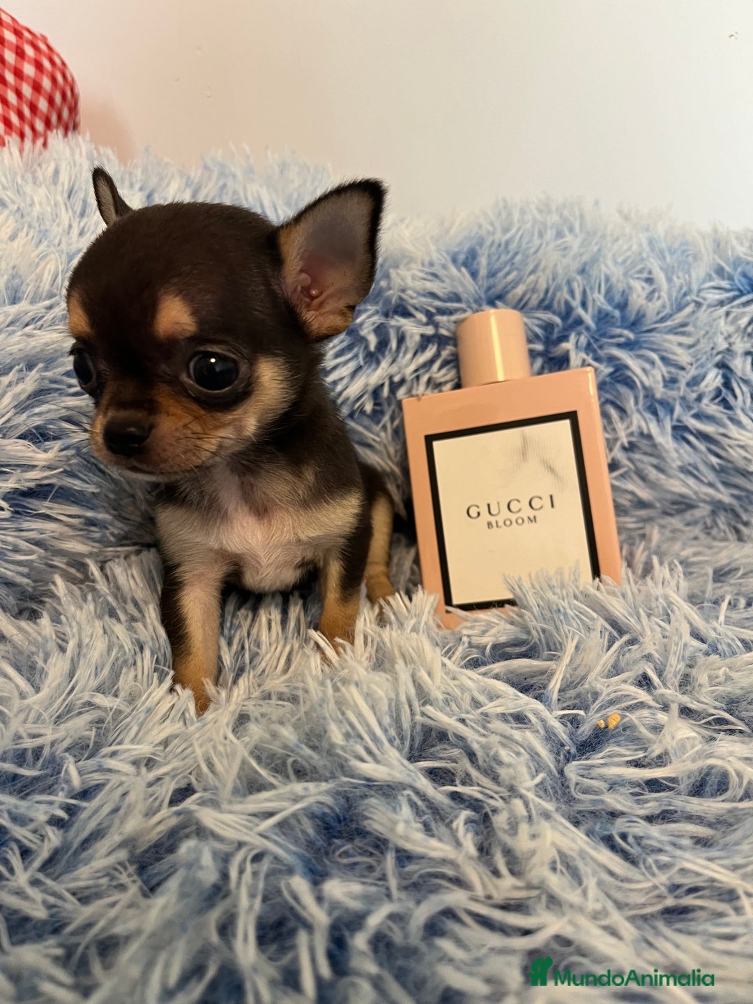 Chihuahua perros en venta: Chihuahua  - Imagen 1