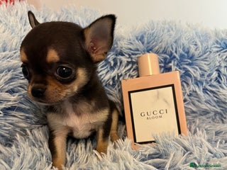 Chihuahua perros - Anuncio 2