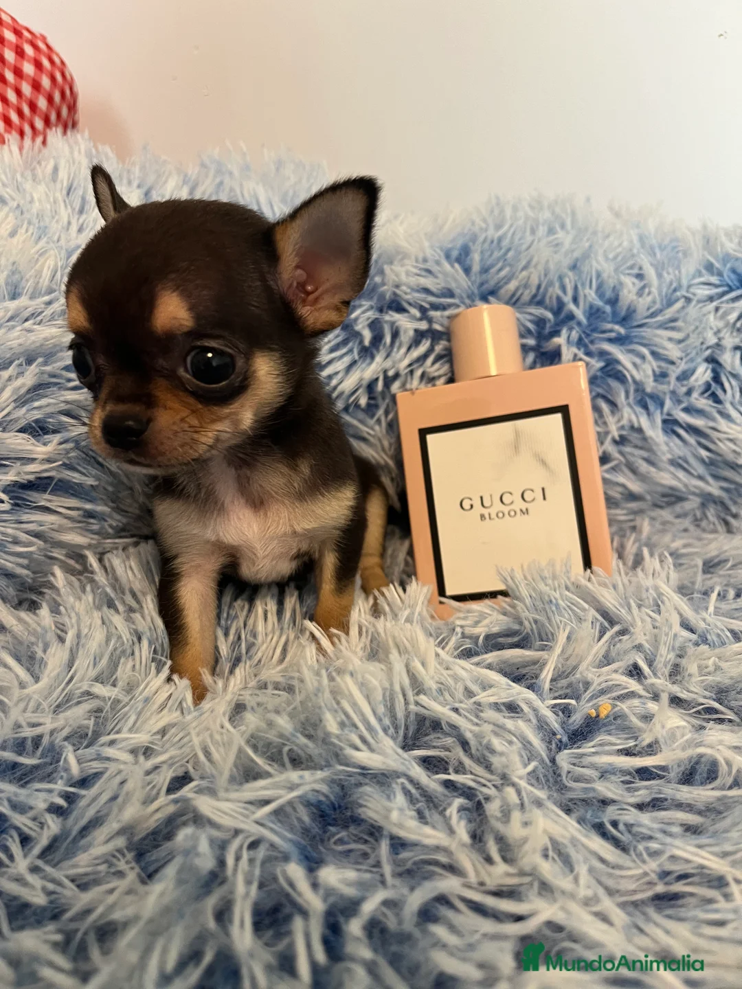 Chihuahua perros en venta: Chihuahua  - Anuncio 1