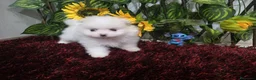 Pomerania perros en venta: Pomerania - Anuncio 2