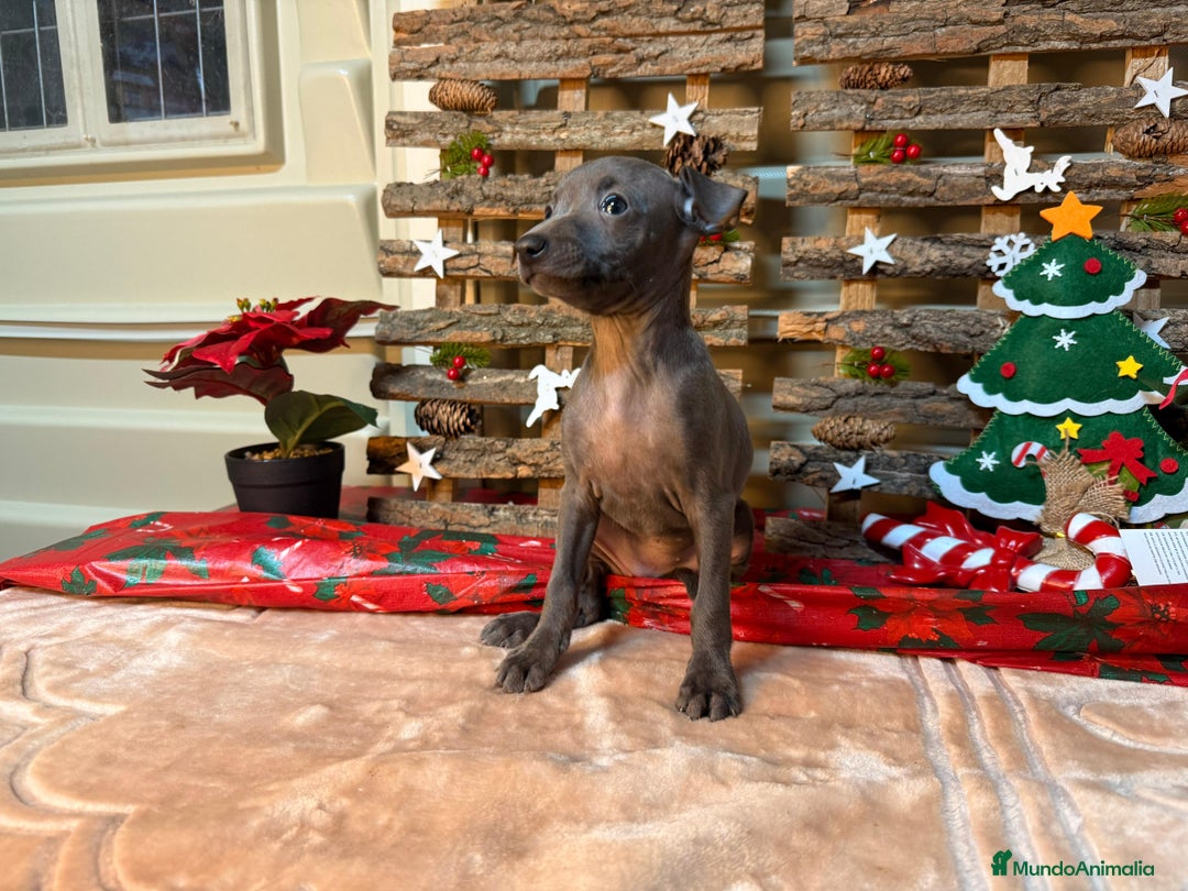 Pequeño Lebrel Italiano perros en venta: Piccolo italiano - Anuncio 2