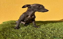 Pequeño Lebrel Italiano perros en venta: Piccolo Lebrel Italiano galgito macho - Imagen 6