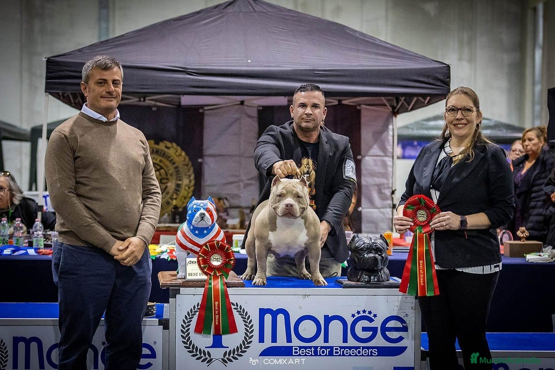 American Bully perros en venta: 💎🐾 CACHORROS AMERICAN BULLY – ¡LA MEJOR LÍNEA! - Imagen 16
