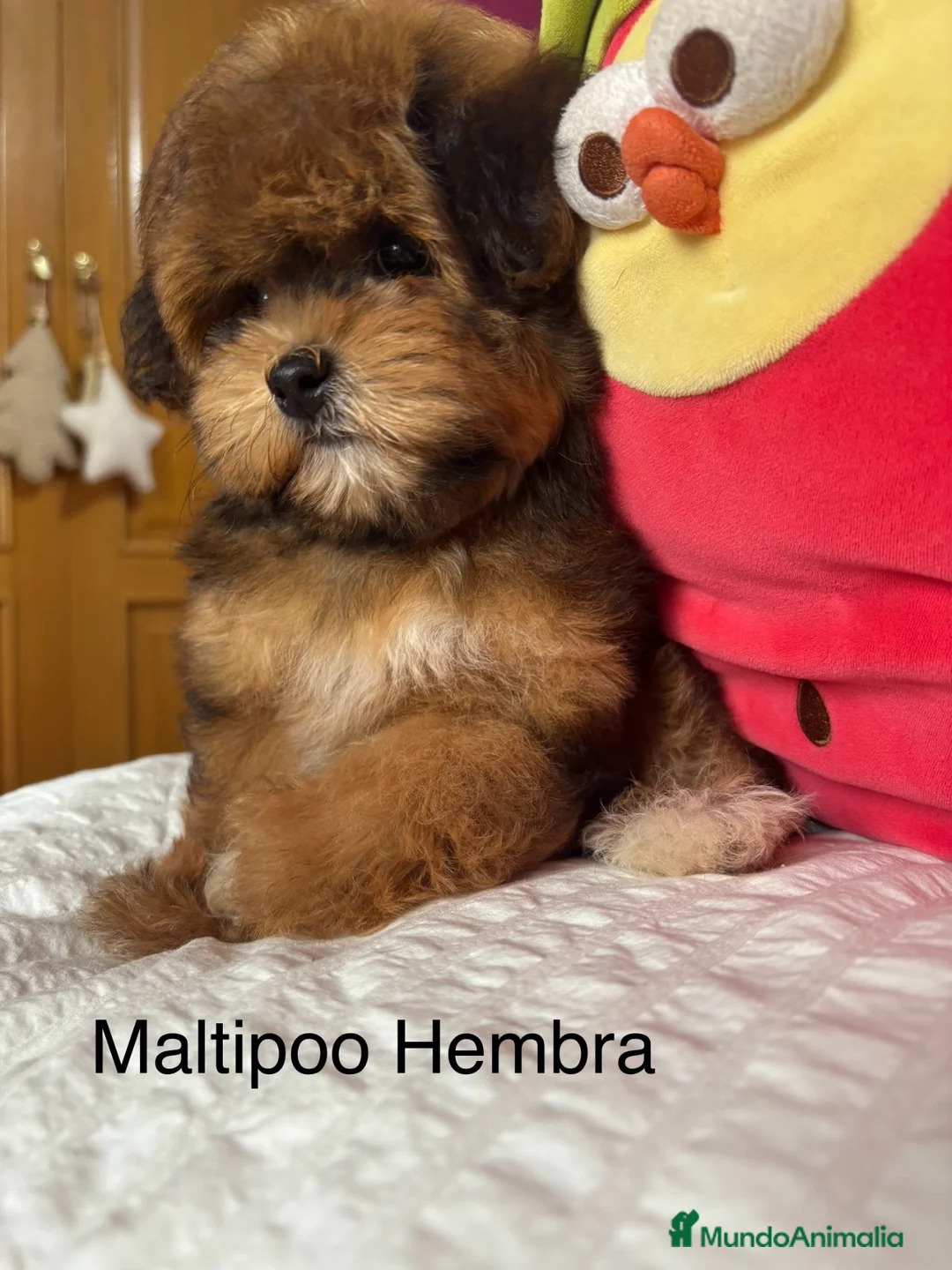 Maltipoo perros en venta: Maltipoo exclusiva por sus tonalidades!! - Anuncio 1