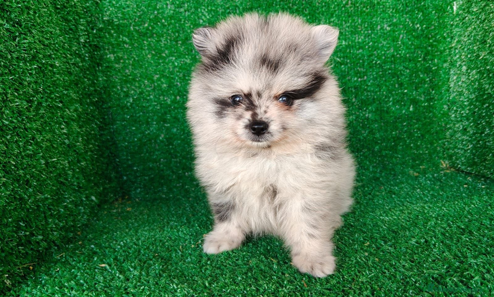 Pomerania perros pomerania - Anuncio 1