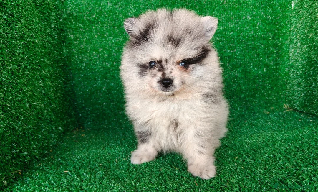 Pomerania perros en venta: pomerania - Anuncio 1