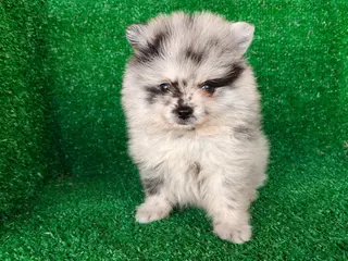 Pomerania perros pomerania - Anuncio 1