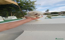 Bichón Maltés perros en venta: Bichón maltés toy  - Imagen 2