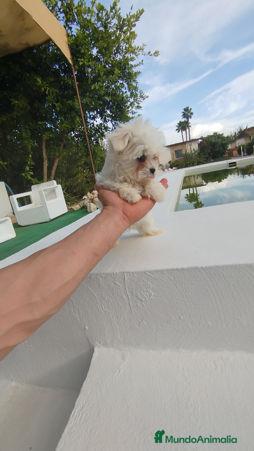 Bichón Maltés perros en venta: Bichón maltés toy  - Imagen 2