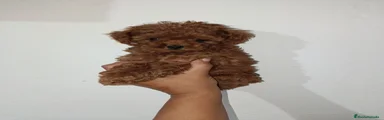 Caniche Toy 1