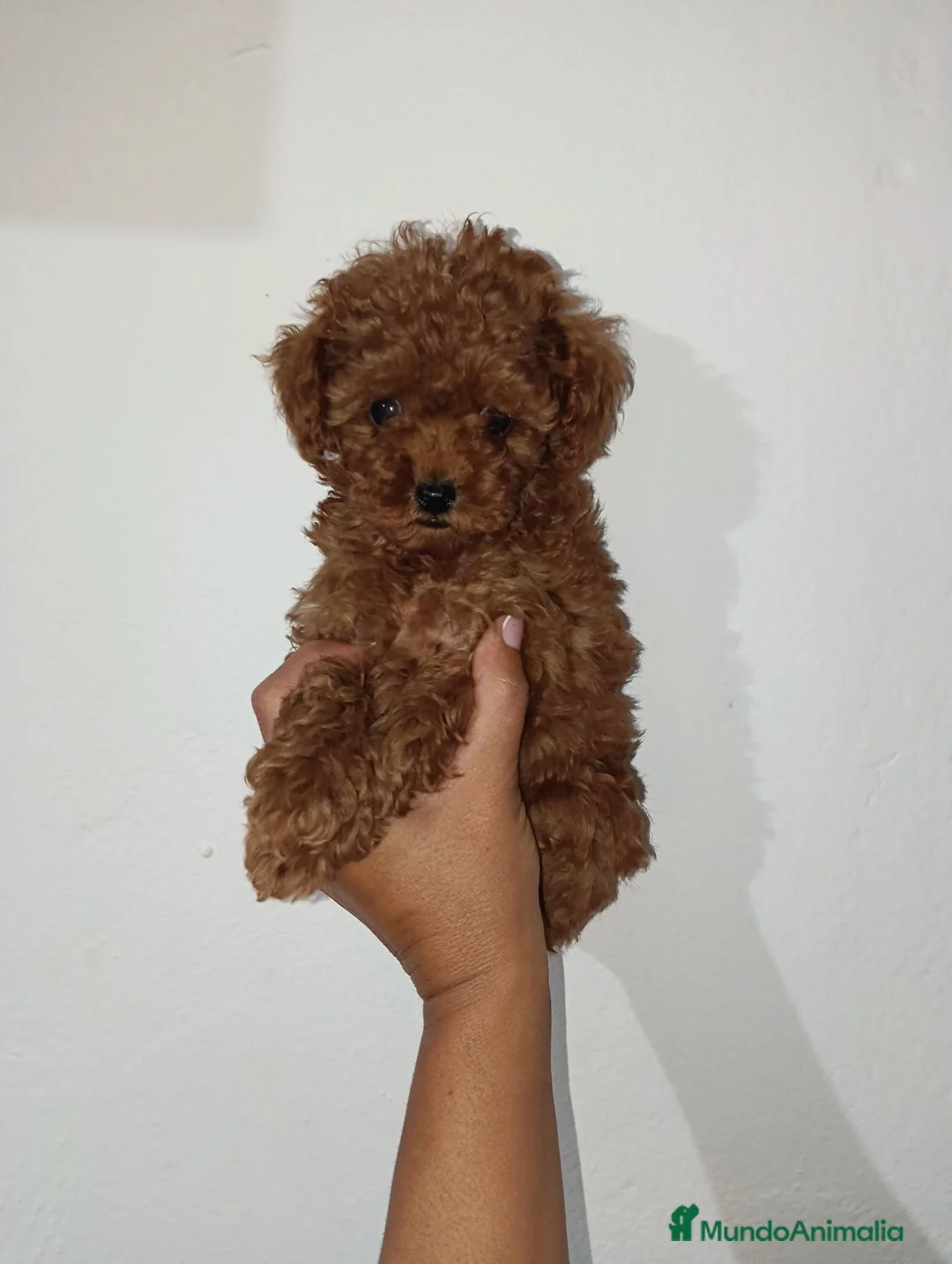 Caniche Toy perros en venta: Caniche toy rojo - Anuncio 2