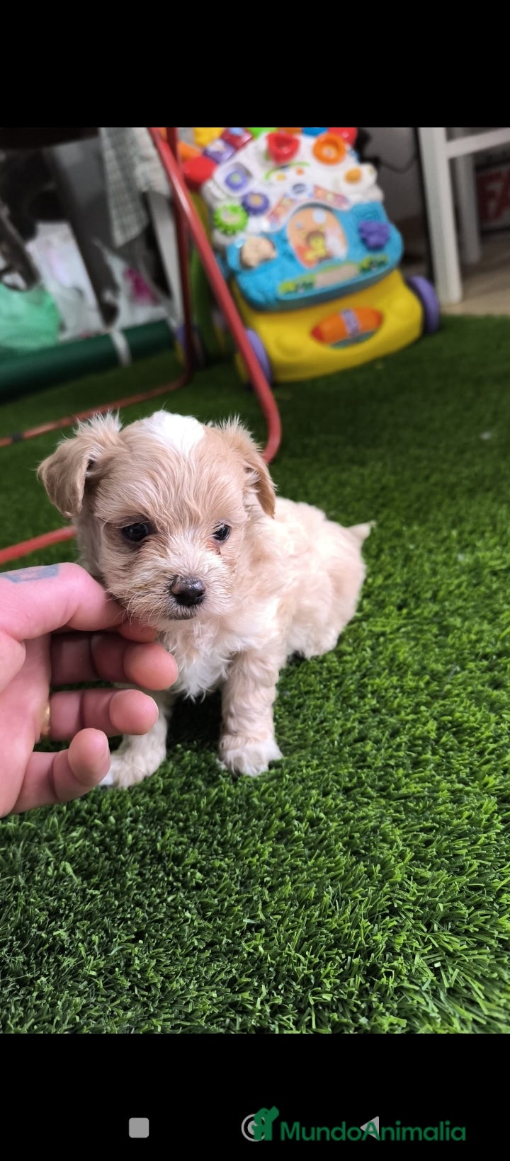 Maltipoo perros PRECIOSO MALTIPOO MINI  - Anuncio 1