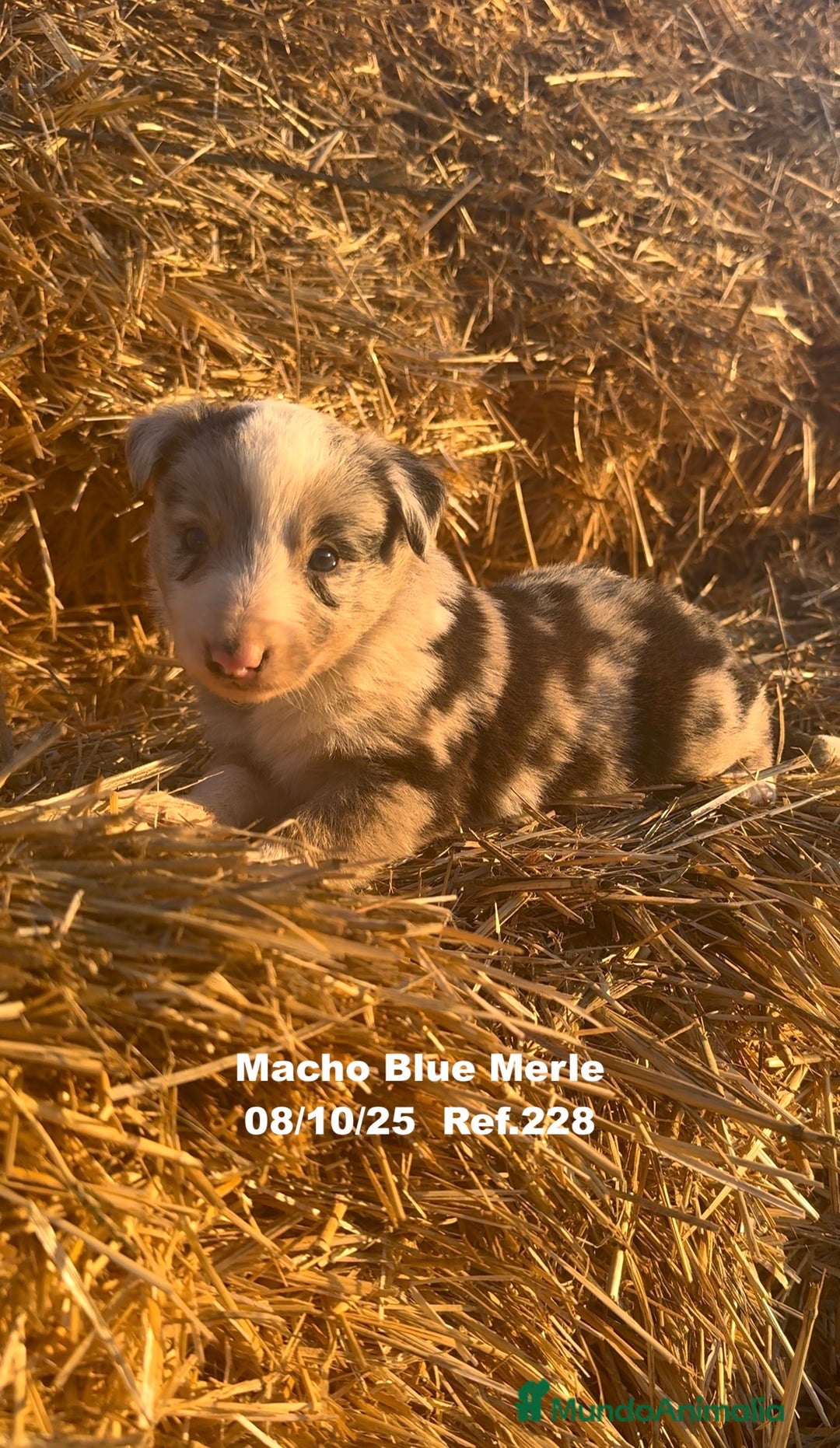 Border Collie perros en venta: Border Collie Blue Merle - Anuncio 9