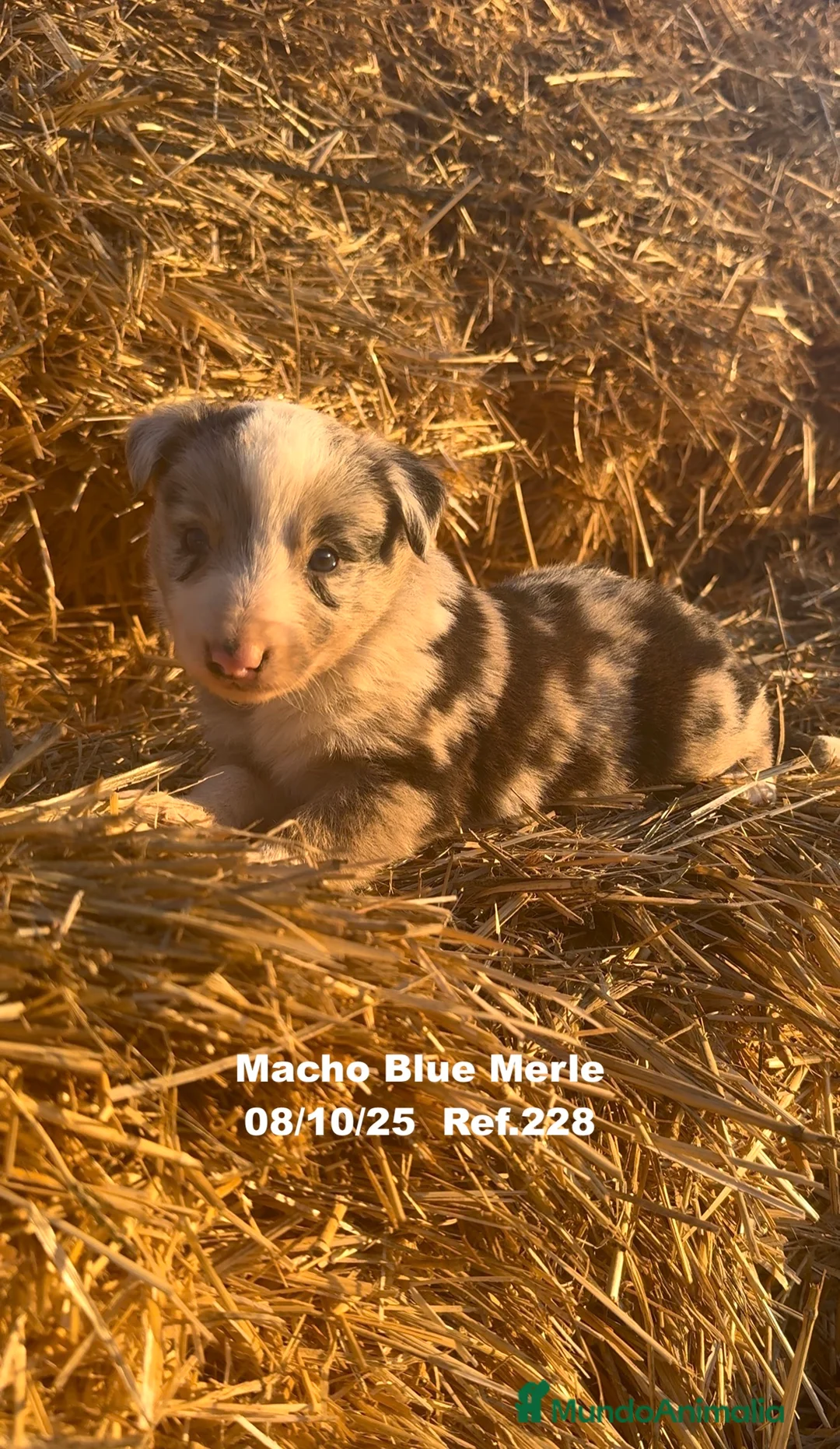 Border Collie perros en venta: Border Collie Blue Merle - Anuncio 9
