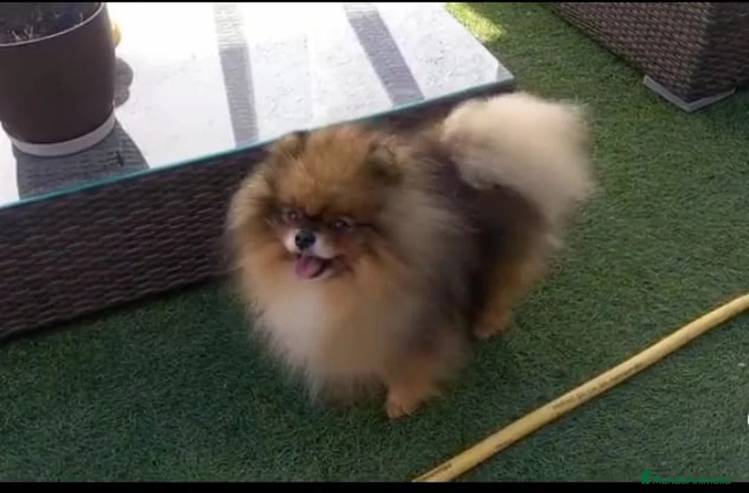 Pomerania perros en venta: Pomerania toy  - Anuncio 10