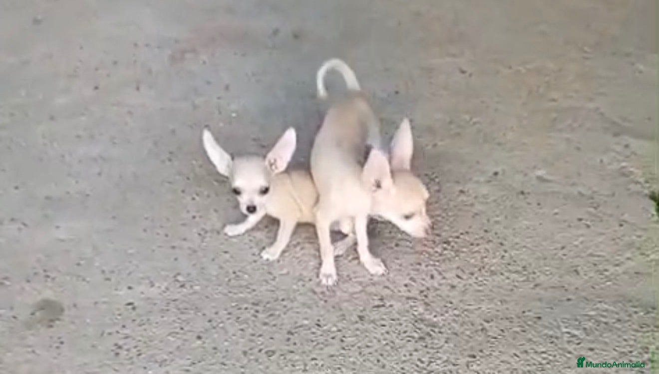 Chihuahua perros Chihuhua  - Anuncio 2