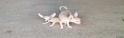 Chihuahua perros en venta: Chihuhua  - Anuncio 1