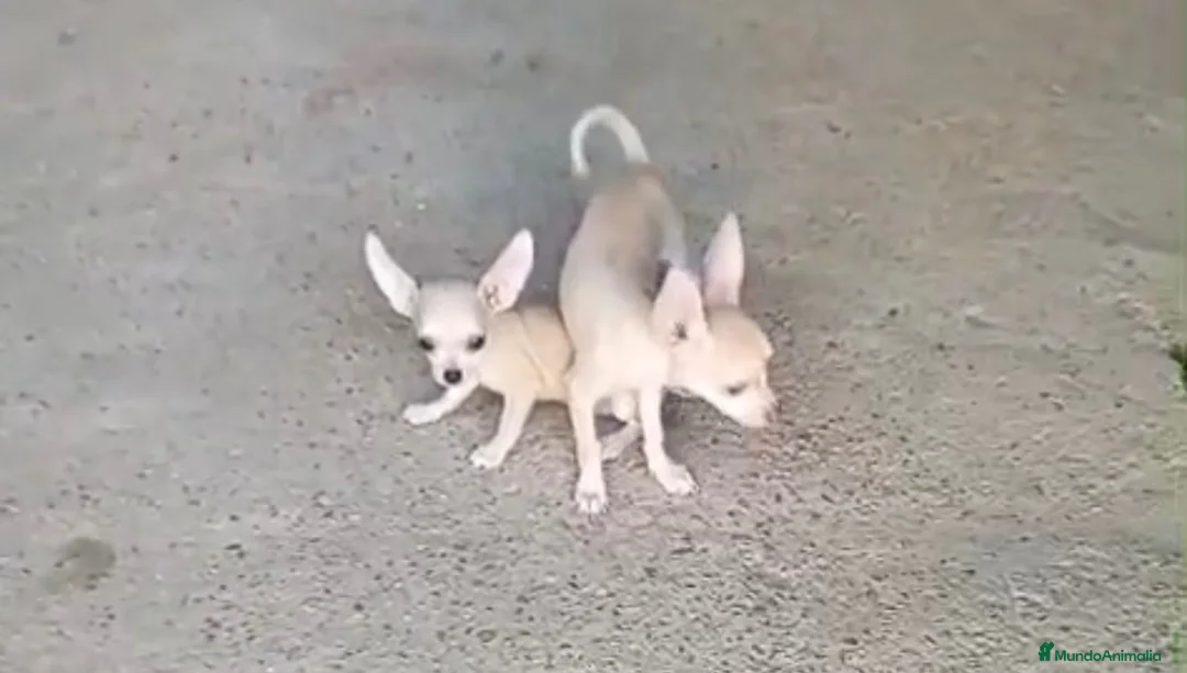 Chihuahua perros en venta: Chihuhua  - Anuncio 1