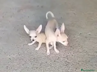 Chihuahua perros Chihuhua - Anuncio 2