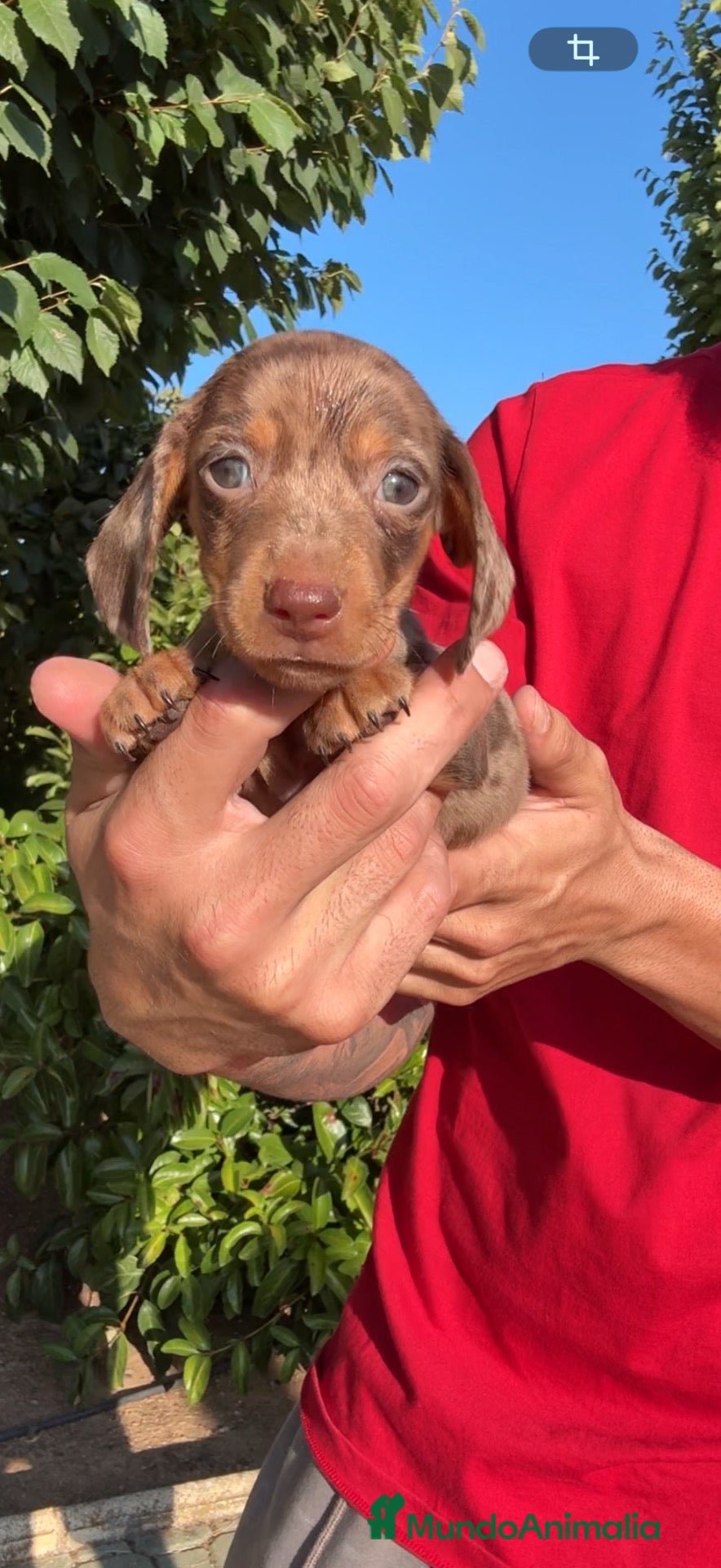 Teckel perros ÚLTIMOS CACHORRITOS TECKEL KANINCHEN  - Anuncio 2
