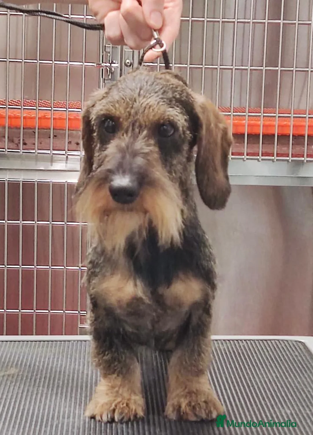 Imagen de galería {{count}}