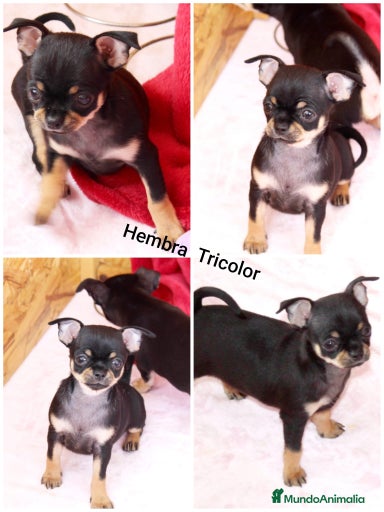 Imagen de galería {{count}}