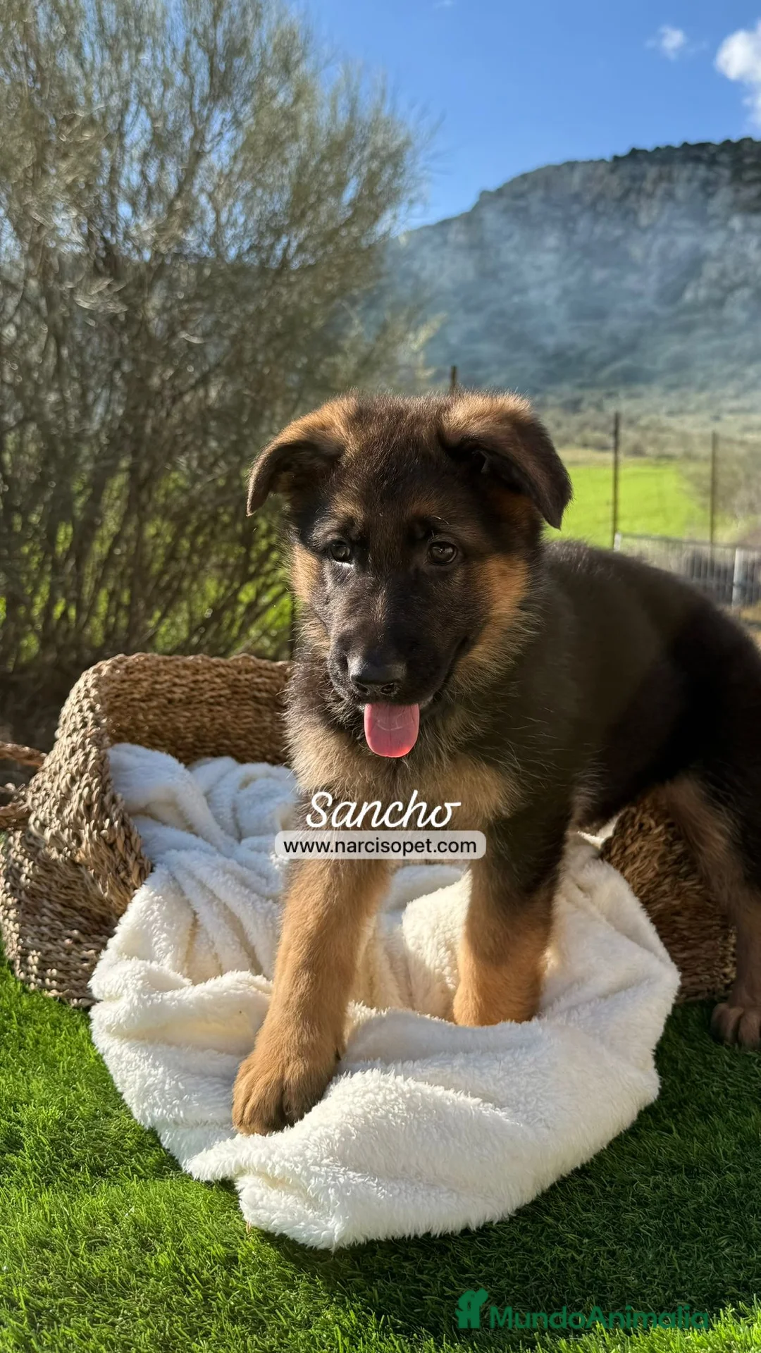 Pastor Alemán perros en venta: PASTOR ALEMAN CACHORRO - Anuncio 1