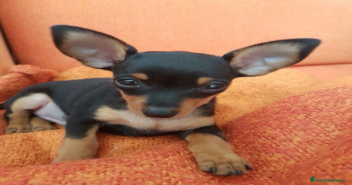 PINCHER MINI en venta en Madrid | MundoAnimalia