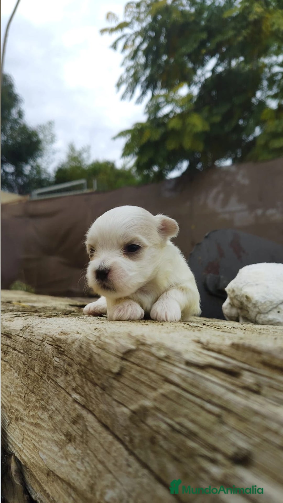 Bichón Maltés perros en venta: PRECIOSOS CACHORROS - Anuncio 3