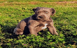 Cane Corso perros en venta: Preciosos cachorros de Cane corso - Anuncio 14