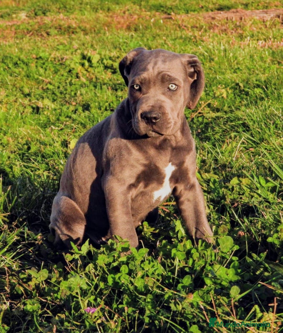 Cane Corso perros en venta: Preciosos cachorros de Cane corso - Anuncio 14