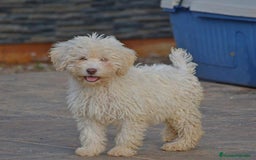 Perro de Agua Español perros en venta: CACHORRA, PERRO DE AGUA ESPAÑOL - Anuncio 8