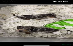 Teckel Miniatura perros en venta: Espectaculares Teckel arlequines  - Imagen 1