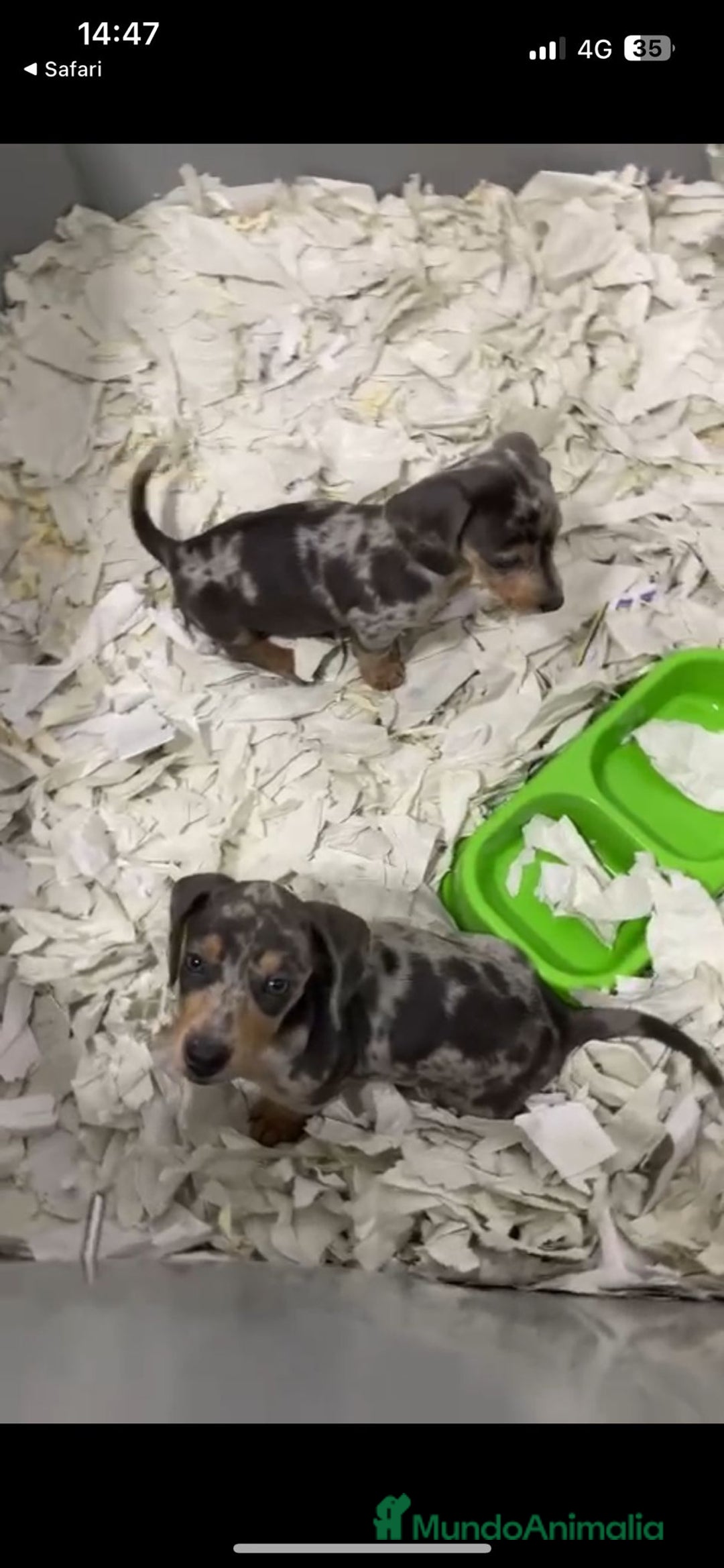 Teckel Miniatura perros en venta: Espectaculares Teckel arlequines  - Imagen 1