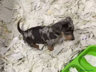 Teckel Miniatura perros - Anuncio 1