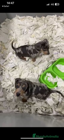 Teckel Miniatura perros - Anuncio 4