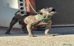 Dogo Canario perros en venta: Cachorros de presa canario - Imagen 2