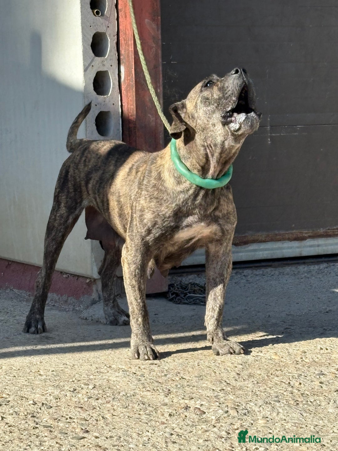 Dogo Canario perros en venta: Cachorros de presa canario - Imagen 2