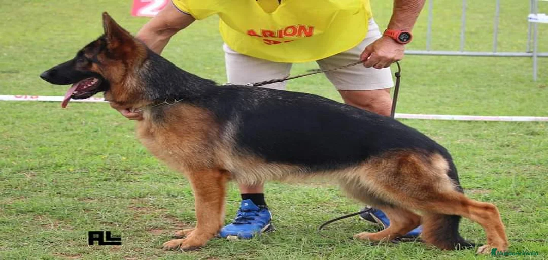 Imagen de galería {{count}}